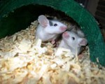 Modifiers and Meaning: a GMATPrep Sentence Correction Problem