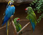 GMAT Sentence Correction: Subgroups