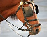 Sentence Correction: Remove Your Blinkers